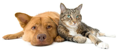 eastern air flow of ky hvac maintenance with pets